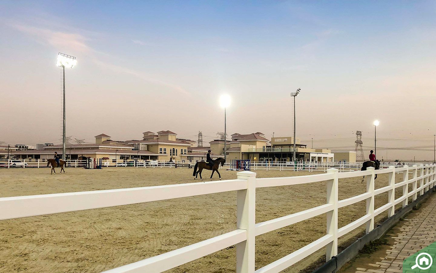 خيول في منتجع ونادي الحبتور للبولو في دبي
