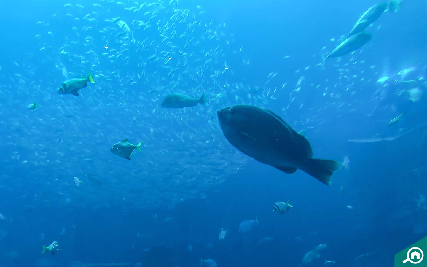 حوض ذا لوست تشامبرز في دبي